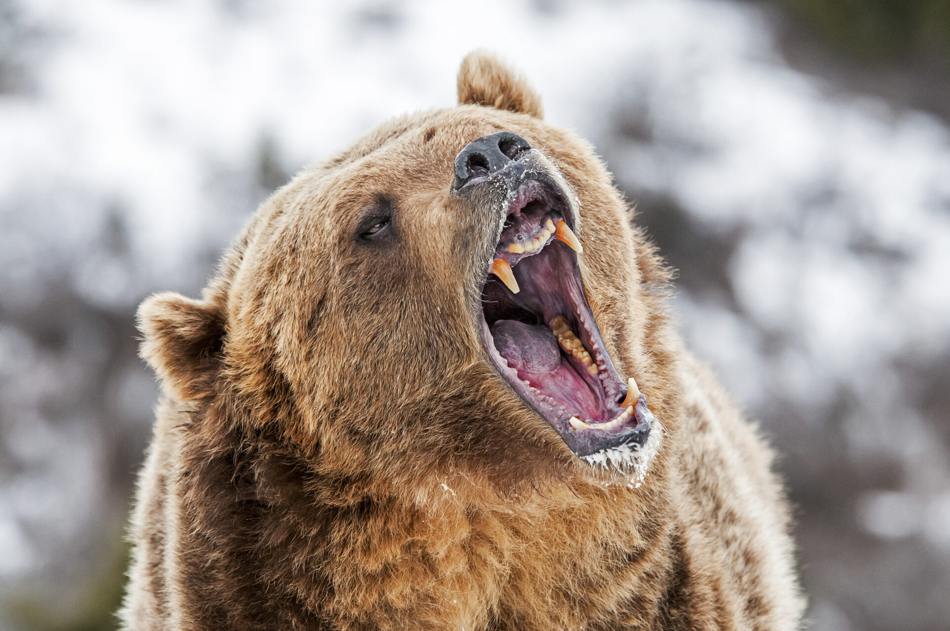 Alaska Mother of 3 Survives Brutal Bear Attack After Being Dragged 100 Yards, Mauled