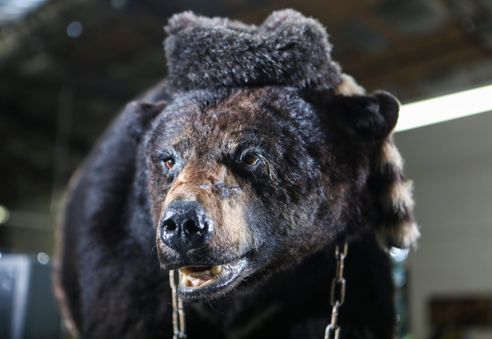 'Crack Cocaine Bears' no match for Florida's tough new self-defense law [VIDEO]