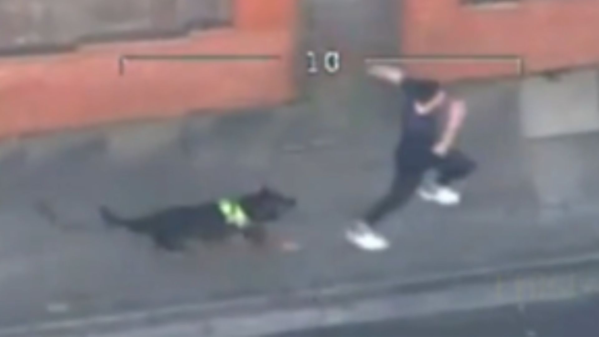 Police K9 Takes Down Runaway Driver Who Tried To Escape Through 2nd Floor Window [VIDEO]