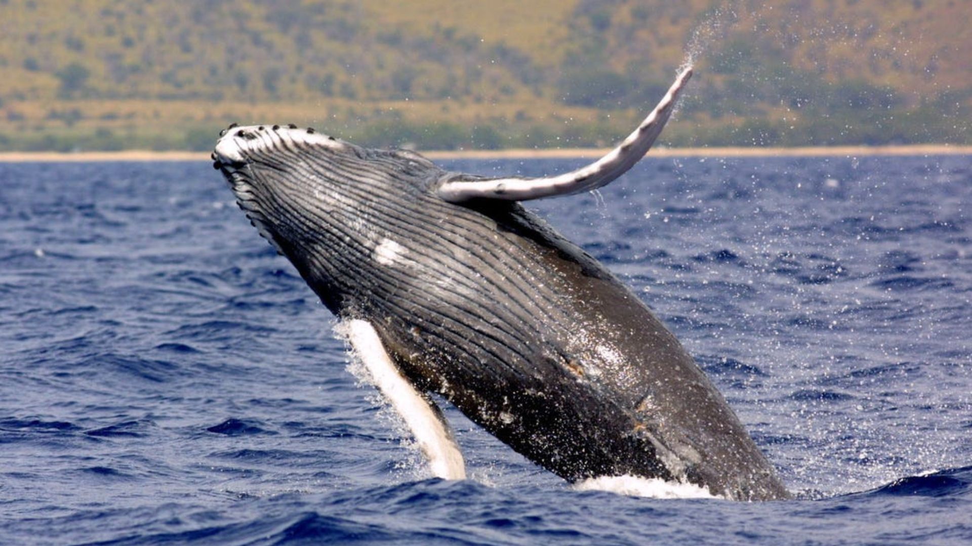 Humpback Whale Holds Boat And Passengers ‘Hostage’ In Unforgettable And Horrifying Encounter [WATCH]