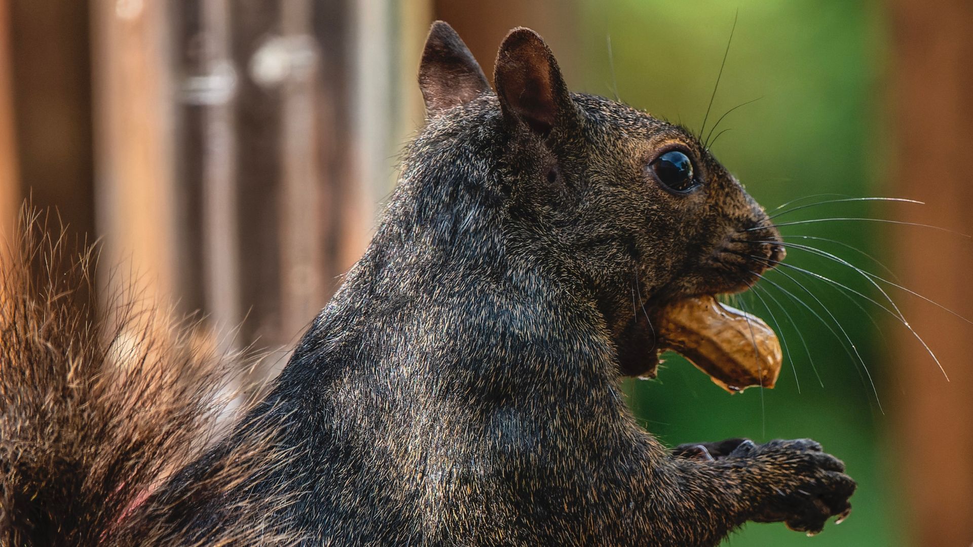 NY State Identifies Lead Investigator Behind ‘P’Nut’ The Squirrel’s Death [WATCH]