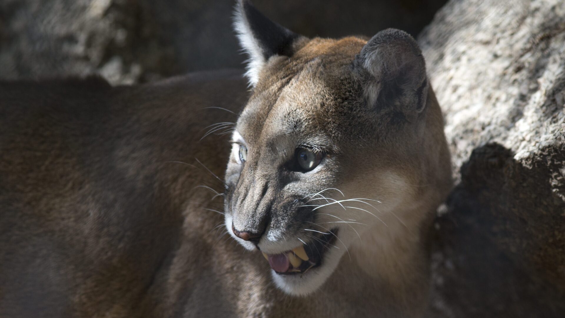 Four-Year-Old Child Attacked by Mountain Lion at Olympic National Park [WATCH]