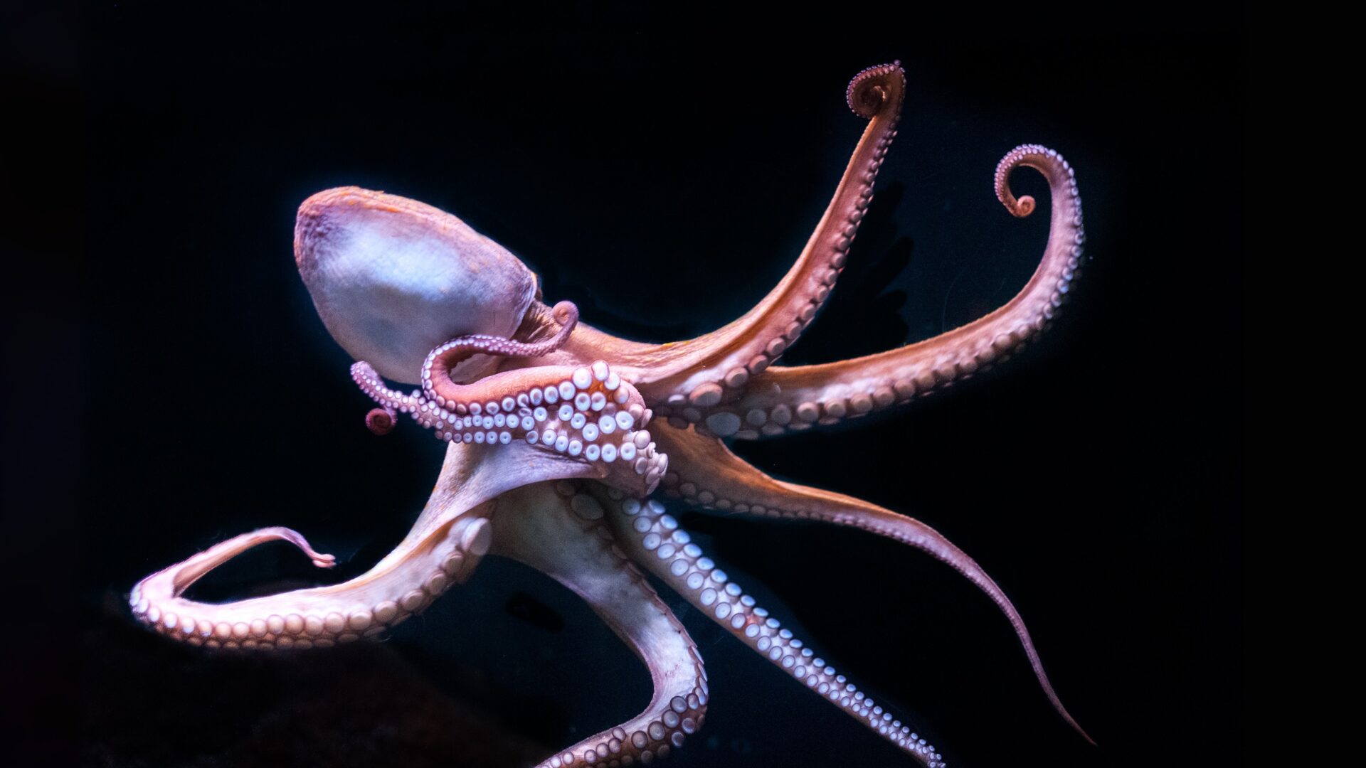 Octopus Grabs 6-Year-Old Boy at Aquarium, Injures Him, Mother Files Federal Complaint in San Antonio [WATCH]